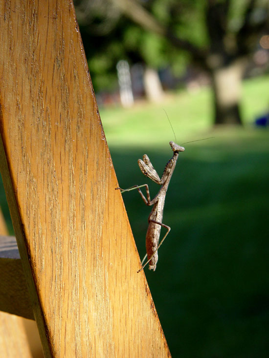 praying mantis