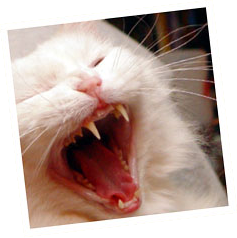 knotty yawn
